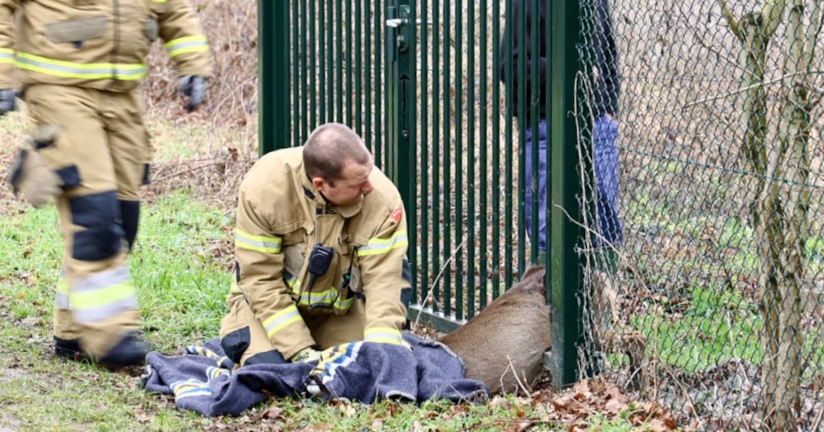 Brandweer bevrijdt ree uit hek in Ottersum