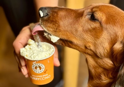 Hier in Eindhoven krijg je op Dierendag gratis koffie (en je hond ook)