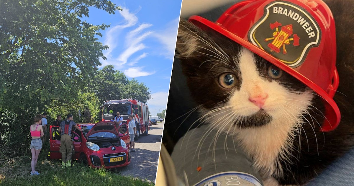 Kitten Dash heeft met zijn vijf weken al heel wat meegemaakt (en heeft daar ook zijn naam aan te dan