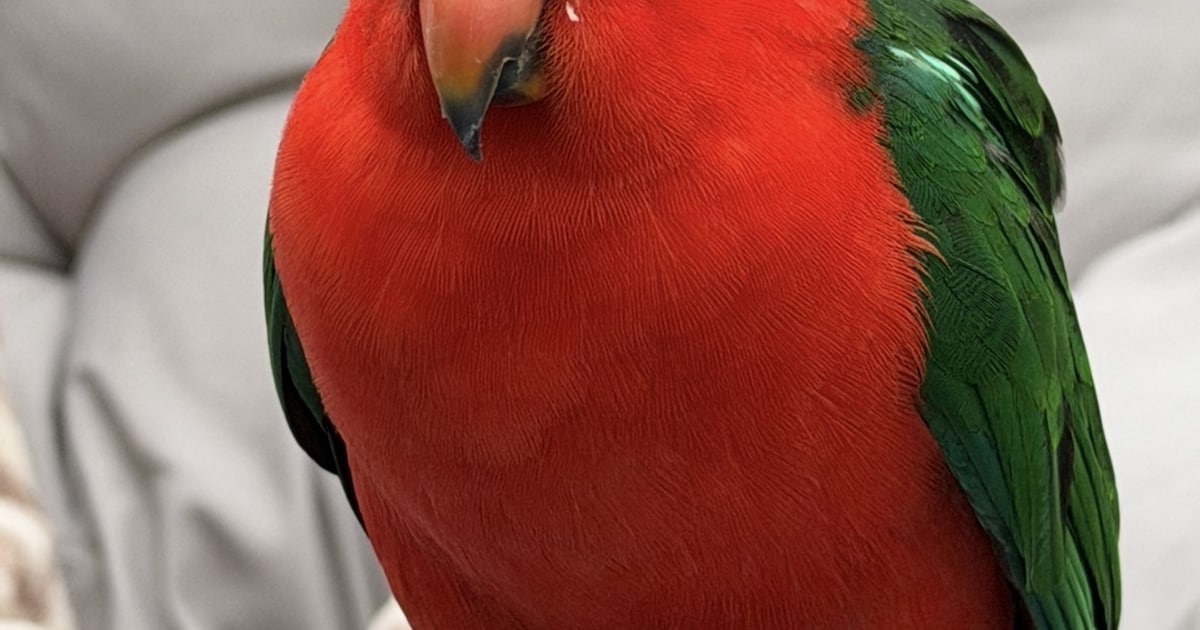 Heb jij Findik of Little gezien? Deze twee huisdieren worden in Beverwijk vermist