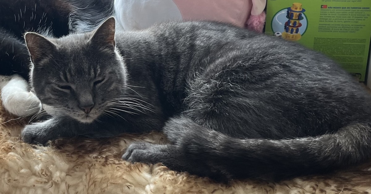 Heb jij Joey, Olaf of Diesel gezien? Deze drie huisdieren worden in Veere vermist