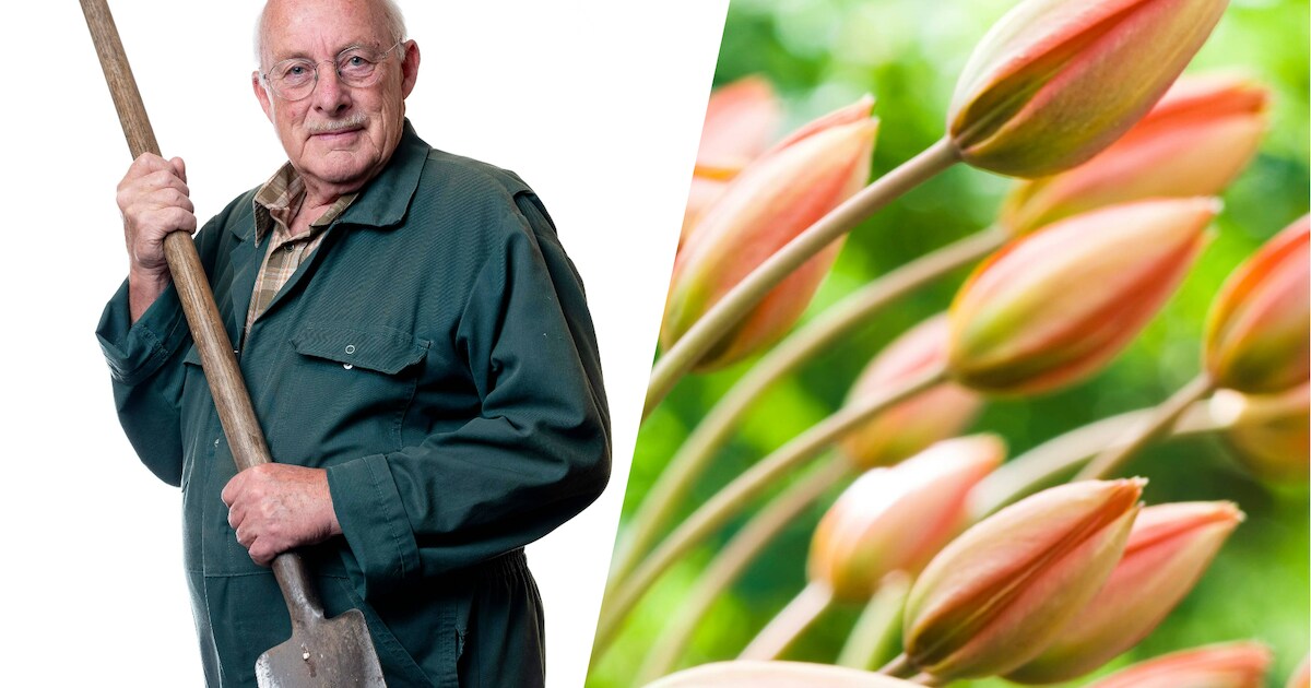 Tuinexpert Romke snapt er soms óók niks van: ‘Bloembollen laten zich ...