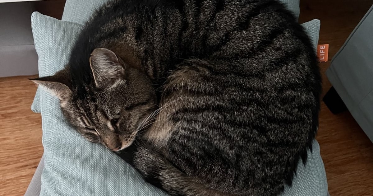 Heb jij Simba, Baski of Bibi gezien? Deze vier huisdieren worden in Culemborg vermist