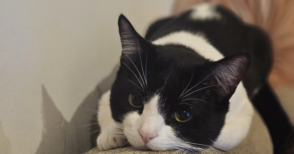 Heb jij Mauw gezien? Dit huisdier wordt in Papendrecht vermist