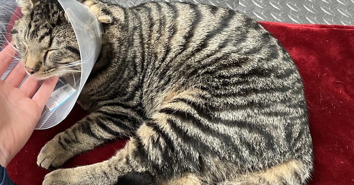 Heb jij Khalota, Mango of Binck gezien? Deze acht huisdieren worden in Groningen vermist