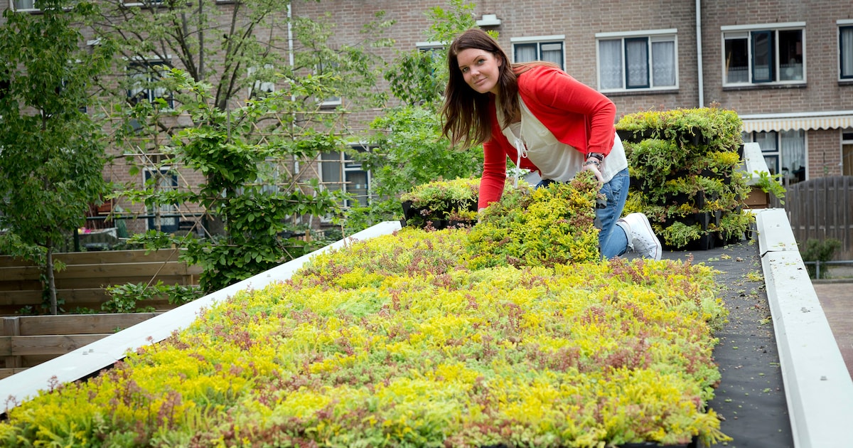 Inwoners Wijdemeren krijgen subsidie en korting op aanleg groene daken