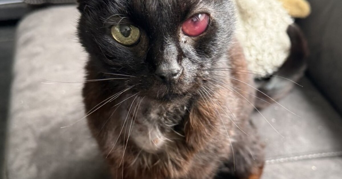 Heb jij Boefje, Tika of Smokey gezien? Deze drie huisdieren worden in Cranendonck vermist