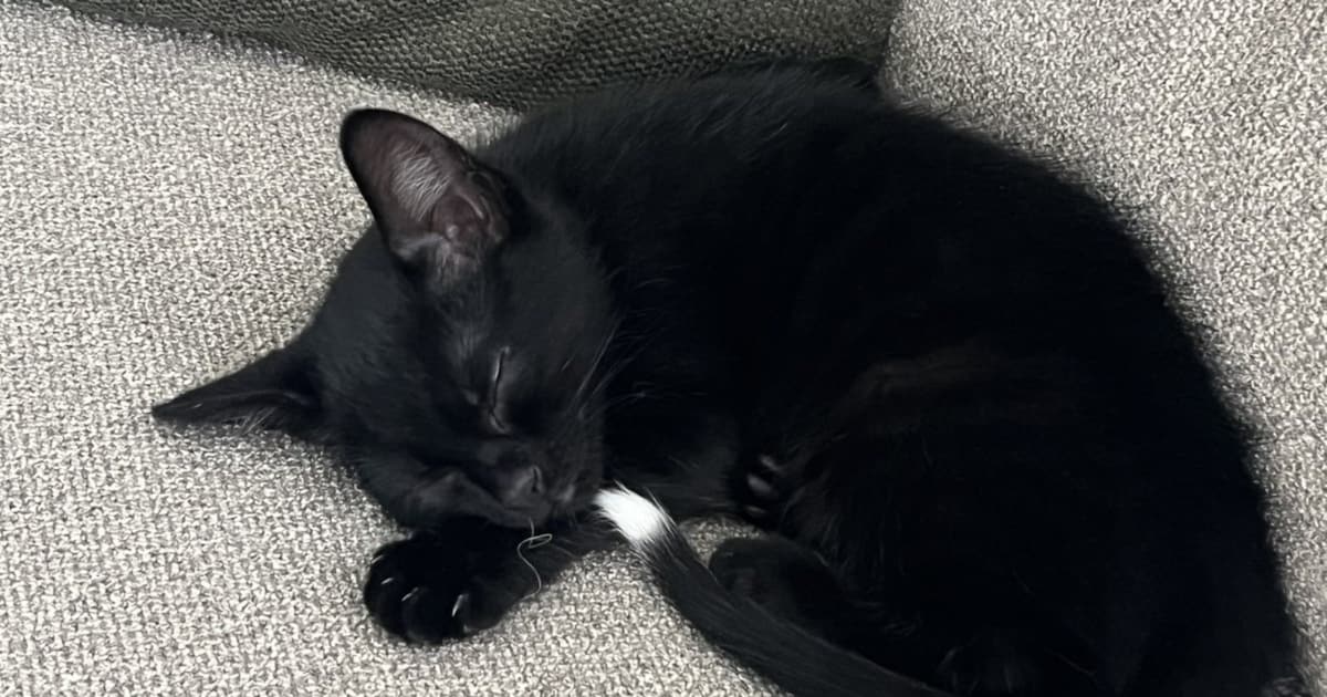 Heb jij Mickey, Lottie of Foxy gezien? Deze drie huisdieren worden in Noordenveld vermist
