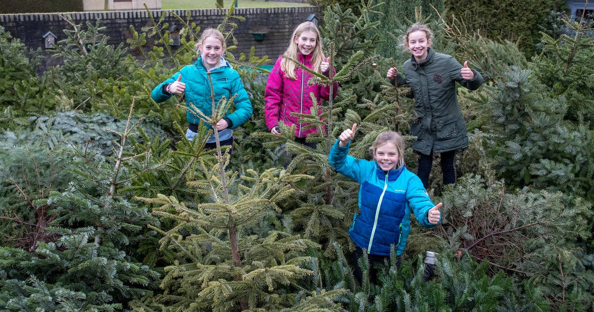 Cashen met die kerstboom: kinderen kunnen binnenkort weer kerstbomen inzamelen voor een zakcentje
