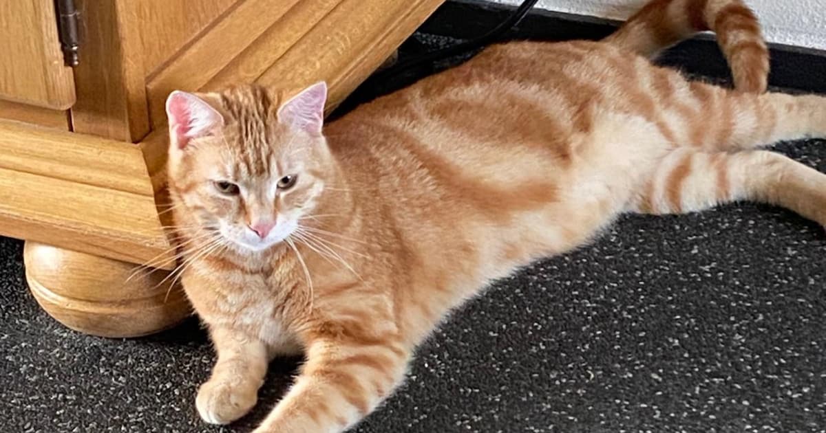 Heb jij Dikkie, Yuki of Khaleesi gezien? Deze vier huisdieren worden in Heerlen vermist