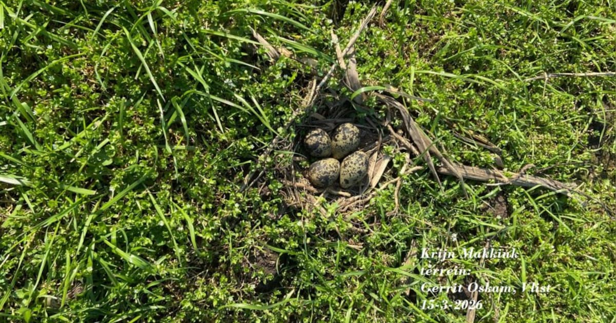 Eerste kievitsnest van 2026 gevonden in de Lopikerwaard
