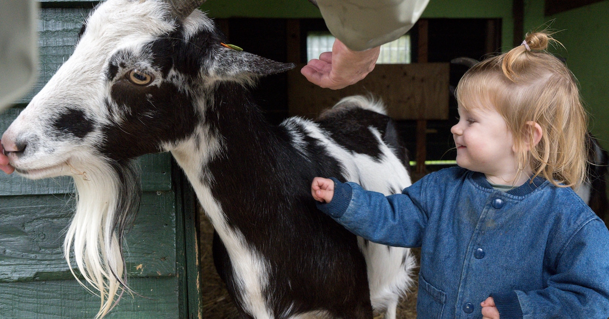 Kinderboerderij De Vliert houdt herfstlunch in Wijk bij Duurstede