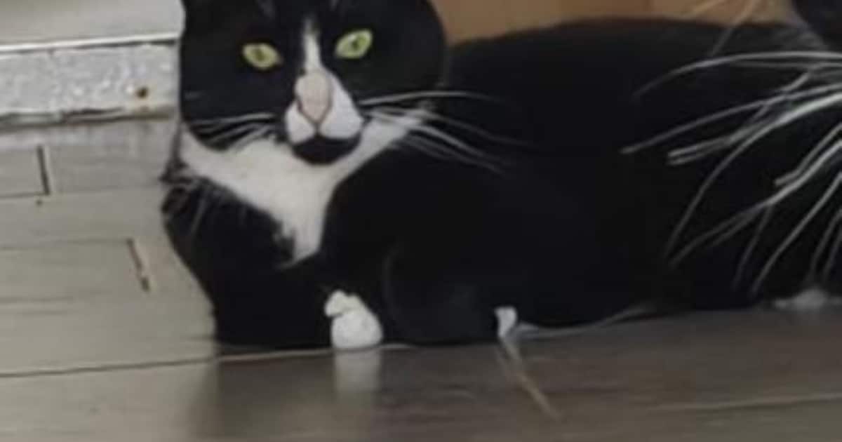 Heb jij Bas of Popo gezien? Deze twee huisdieren worden in Molenlanden vermist