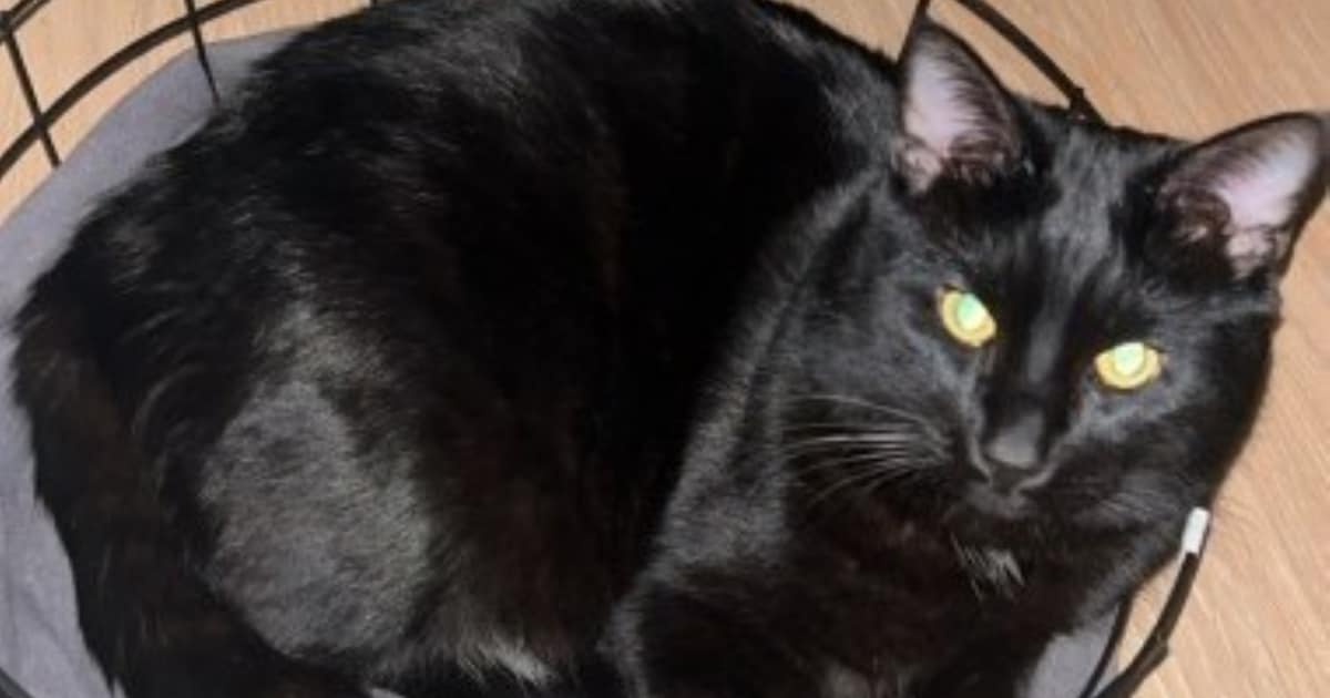 Heb jij Miauw miauw gezien? Dit huisdier wordt in Wassenaar vermist