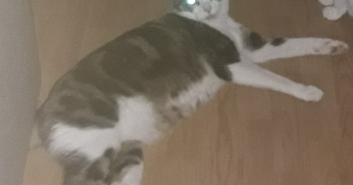 Heb jij Polly gezien? Dit huisdier wordt in Roermond vermist