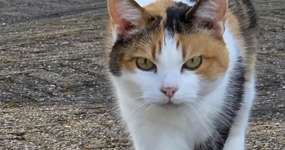 Heb jij Sarin gezien? Dit huisdier wordt in Enkhuizen vermist