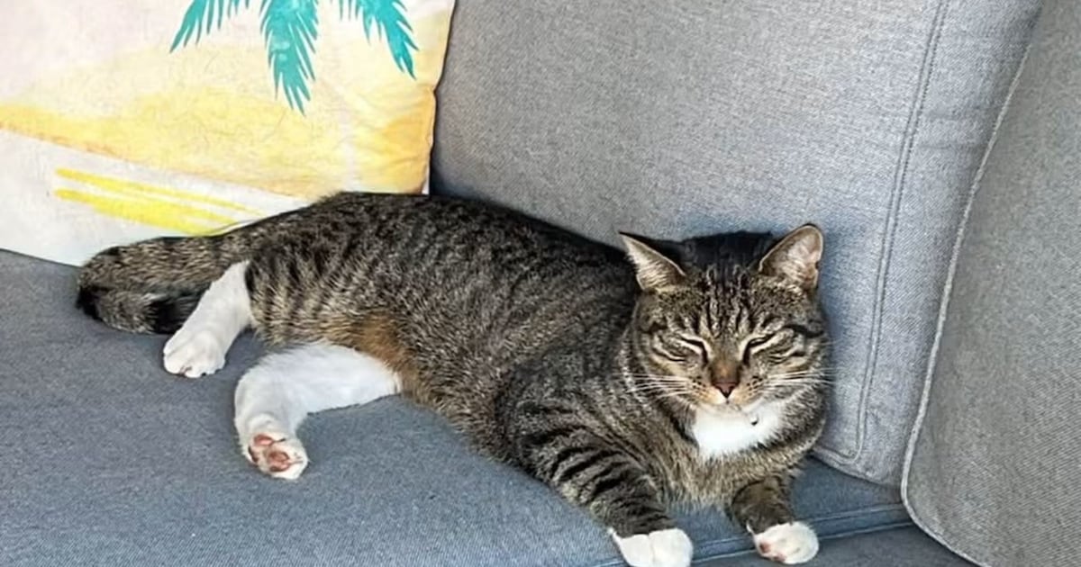 Heb jij Moos, Rossy of Zeb gezien? Deze vier huisdieren worden in Noordenveld vermist