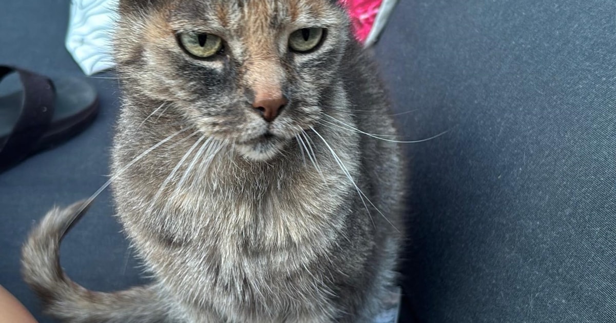 Heb jij Mix, Momo of Charlie gezien? Deze vier huisdieren worden in Schagen vermist