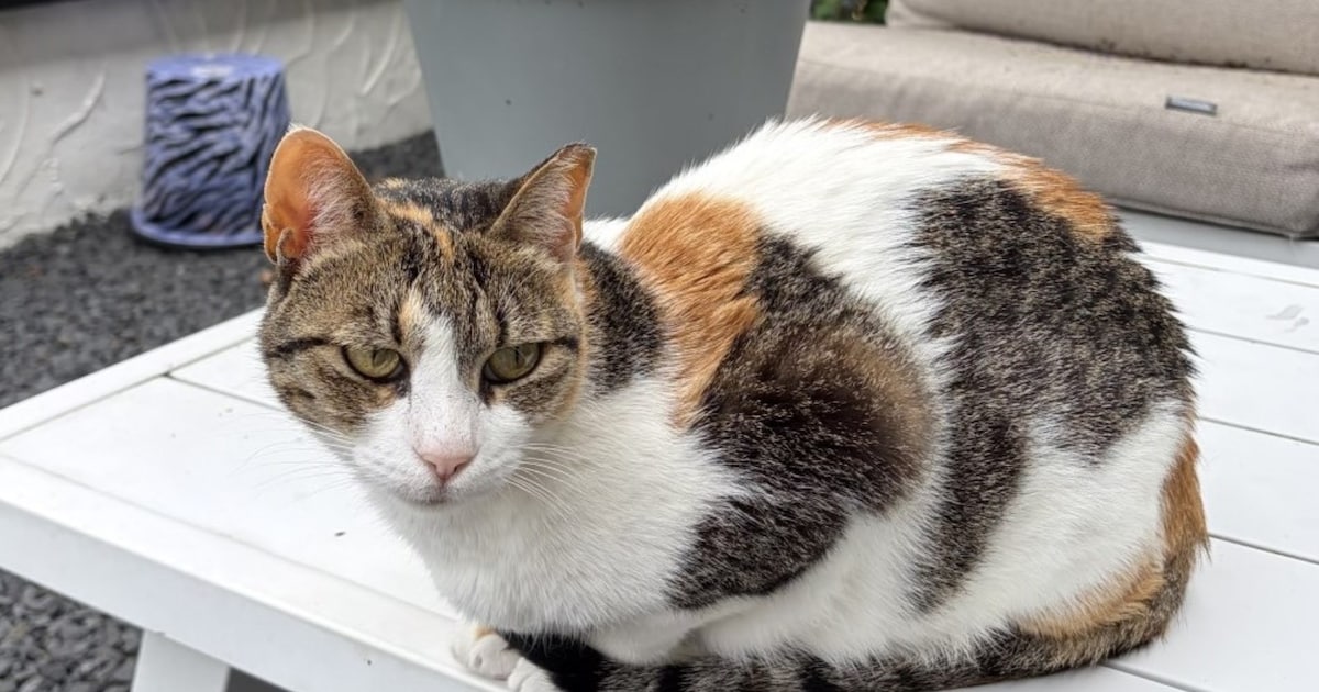 Heb jij Peertje of Charlie gezien? Deze twee huisdieren worden in Lansingerland vermist