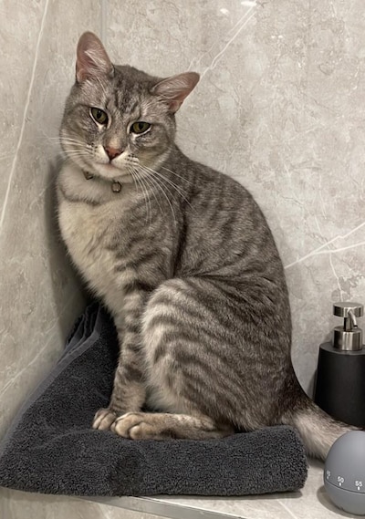 Heb jij Mieuw of Timmie gezien? Deze twee huisdieren worden in Delft vermist
