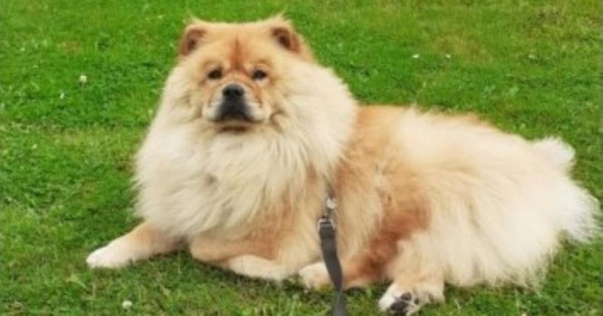 Heb jij Michou gezien? Dit huisdier wordt in Valkenburg aan de Geul vermist