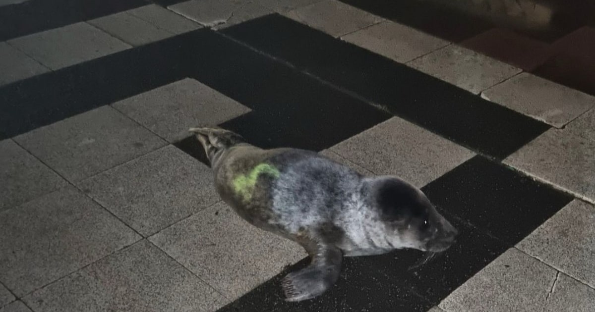 Jonge zeehondenpup gevonden op boulevard van Zandvoort