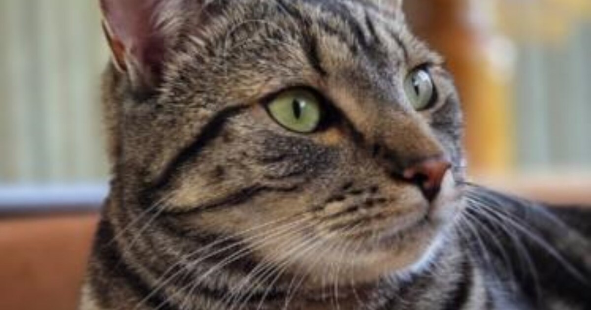 Heb jij Nala, Nozem of Max gezien? Deze drie huisdieren worden in Dronten vermist
