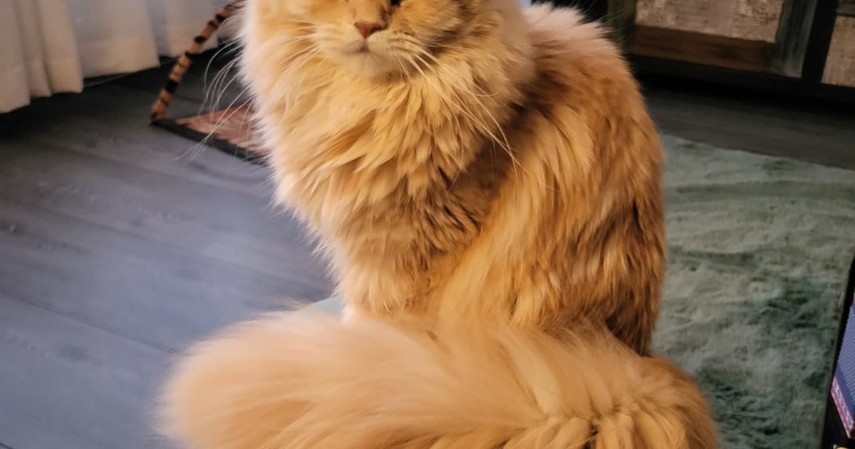 Heb jij Pip of Lilly gezien? Deze twee huisdieren worden in Epe vermist