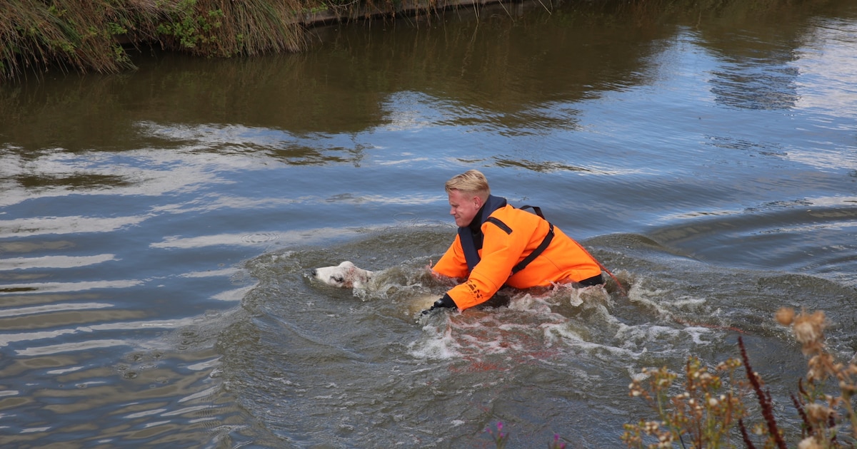 Schaap op het droge: brandweer redt dier uit water in Den Hoorn