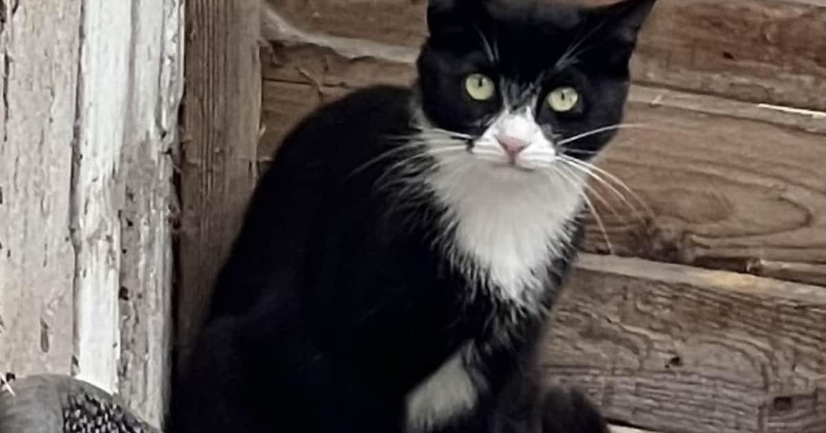 Heb jij Kato gezien? Dit huisdier wordt in Nederweert vermist