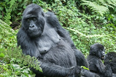 Gorilla’s gaan samenwonen: witkruinmangabeys trekken in bij mensenapen