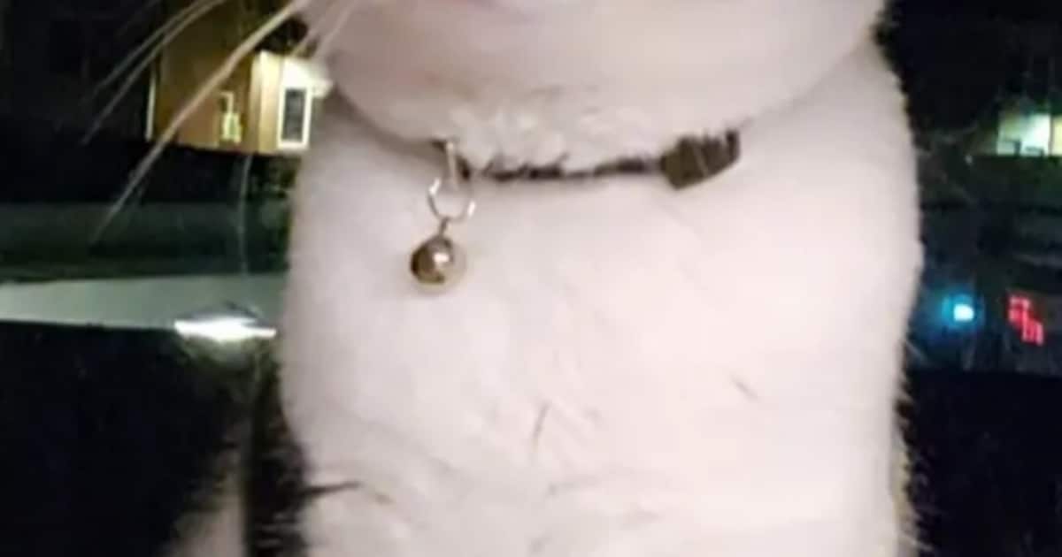 Heb jij Bob gezien? Dit huisdier wordt in Maassluis vermist