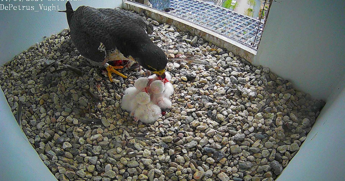 Lezing over slechtvalken in Heeswijk-Dinther: over gewoontes en gedrag van dit razendsnelle dier