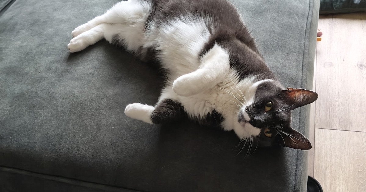 Heb jij Sheer, Sammie of Sheba gezien? Deze vier huisdieren worden in Zaanstad vermist
