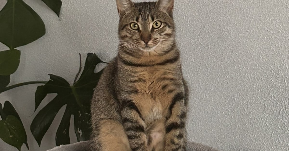 Heb jij Mia gezien? Dit huisdier wordt in Nissewaard vermist
