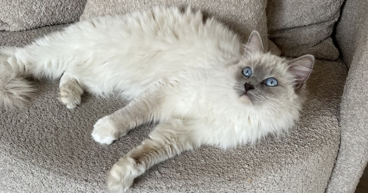 Heb jij Lila of Tibby gezien? Deze twee huisdieren worden in Stichtse Vecht vermist