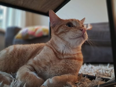 Heb jij Simba gezien? Dit huisdier wordt in Zaltbommel vermist