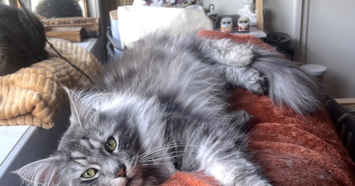 Heb jij Bob of Timo gezien? Deze twee huisdieren worden in Soest vermist