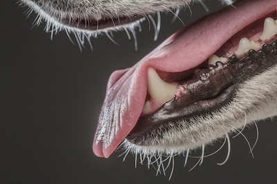 Kind gewond na bijtincident met hond in Maarssen: ‘Veel impact op de wijkbewoners’