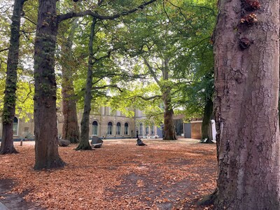 Het lijkt wel herfst! Daarom vallen de bladeren al van de bomen in [stads_naam]