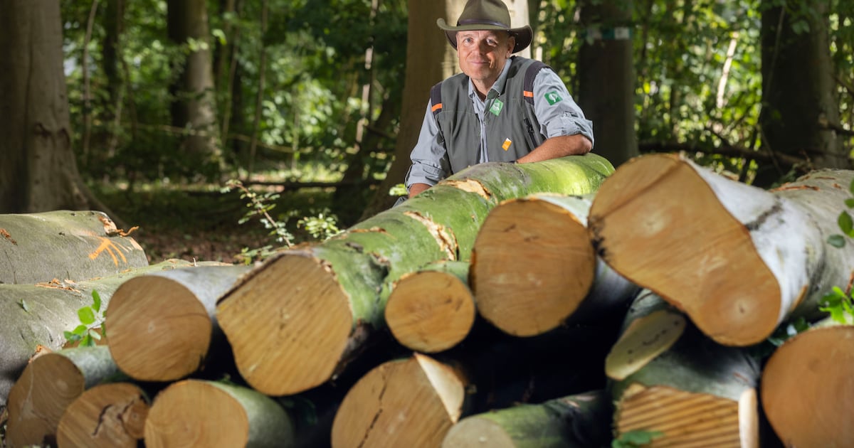 Driehonderd bomen in het Haagse Bos sneuvelen, zodat de overige beter tegen hitte en droogte kunnen 