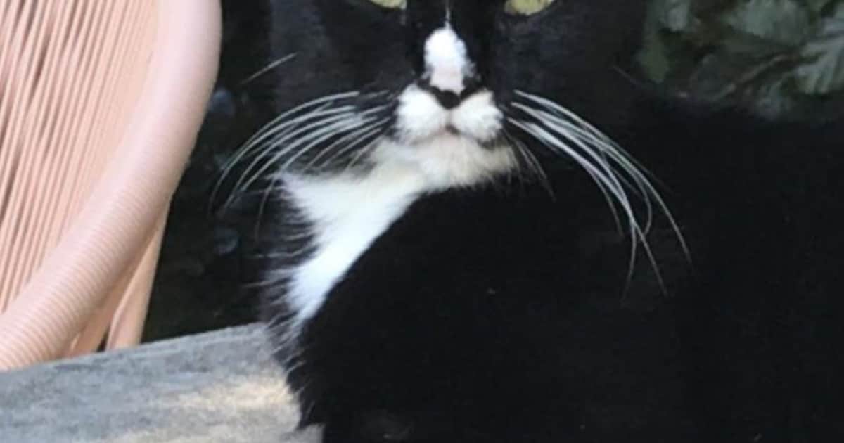 Heb jij Noellie gezien? Dit huisdier wordt in Heerenveen vermist