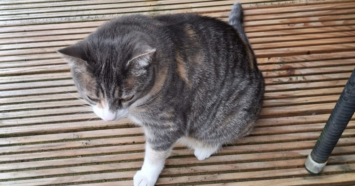 Heb jij Toosje gezien? Dit huisdier wordt in Koggenland vermist
