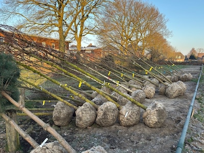 Bewoners kiezen voor nieuwe bomen in De Schutskamp