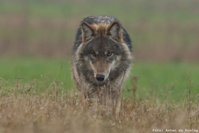 OERRR houdt wolvenactiviteit op de Veluwe