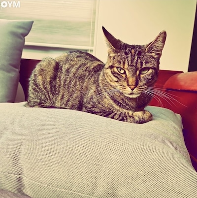 Heb jij Snuffie, Mila of Kobe gezien? Deze zes huisdieren worden in Nijmegen vermist