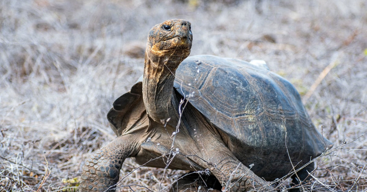 Reuzenschildpad na meer dan 180 jaar weer terug op Galapagoseiland