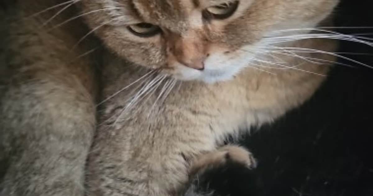 Heb jij Pasa of Jennifer gezien? Deze twee huisdieren worden in Zwijndrecht vermist