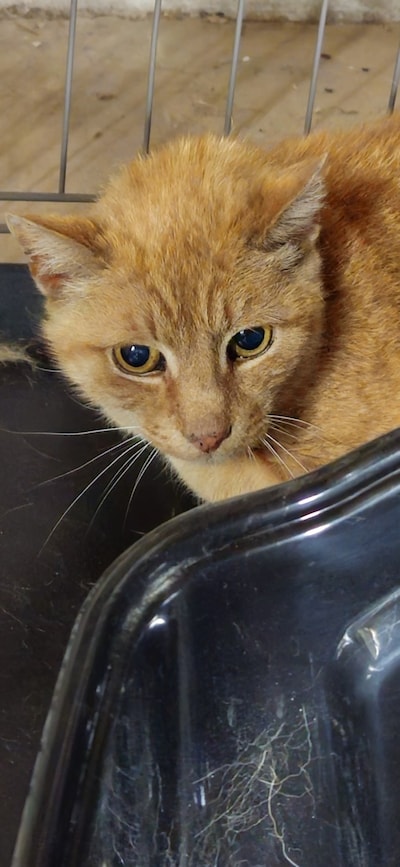 Heb jij Daisy, Red-Royke of Saar gezien? Deze drie huisdieren worden in Bergen op Zoom vermist