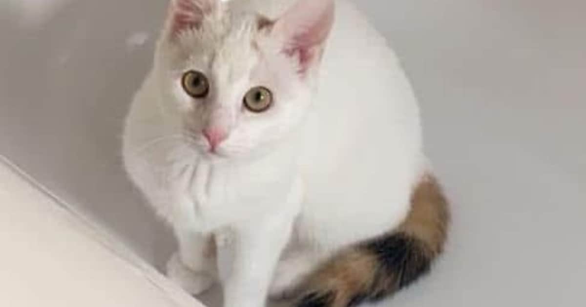 Heb jij Lumi gezien? Dit huisdier wordt in Culemborg vermist